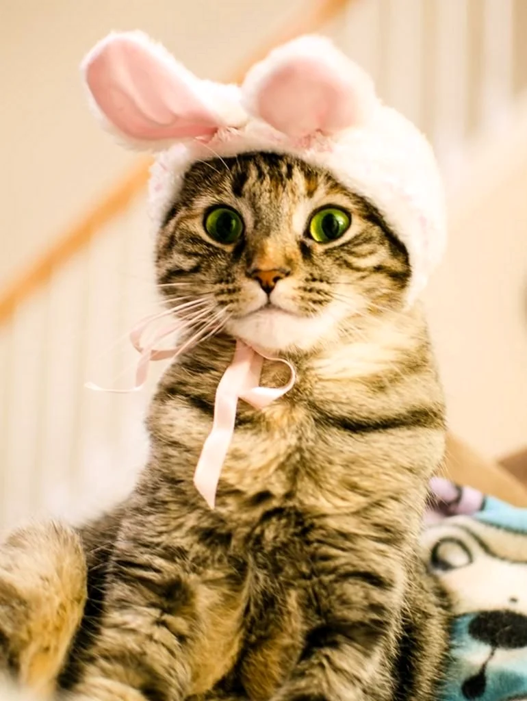 Радостный котик