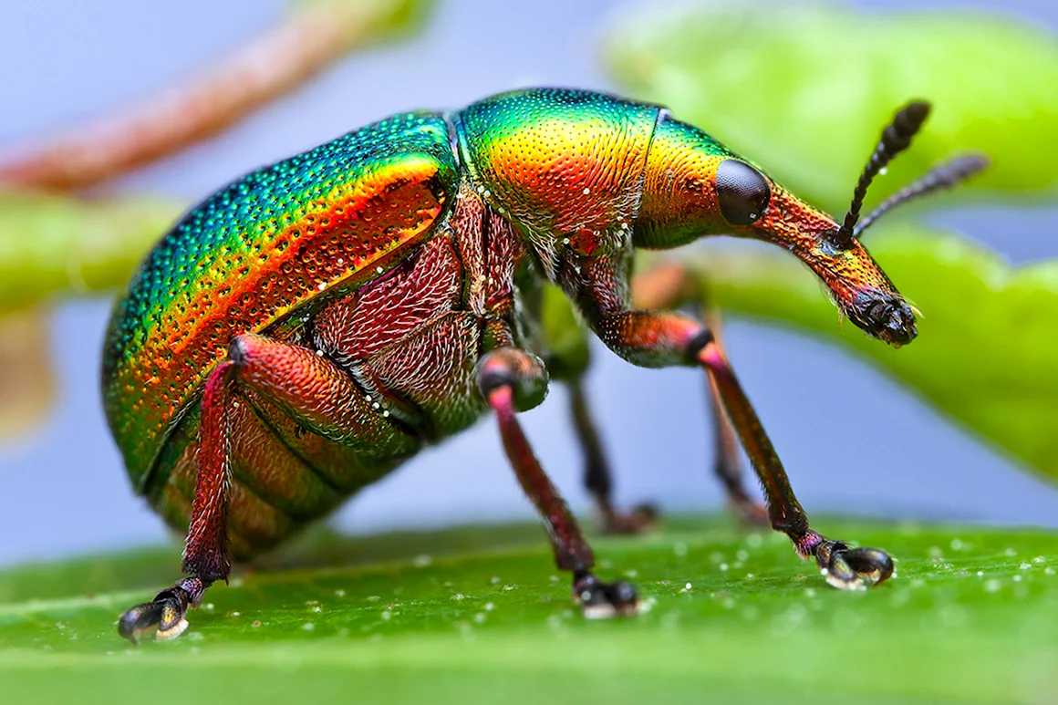 Радужный кузнечик Dactylotum bicolor