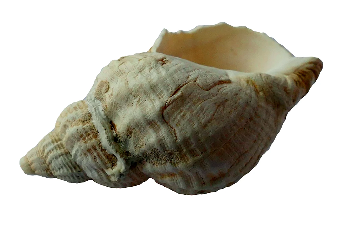 Ракушка