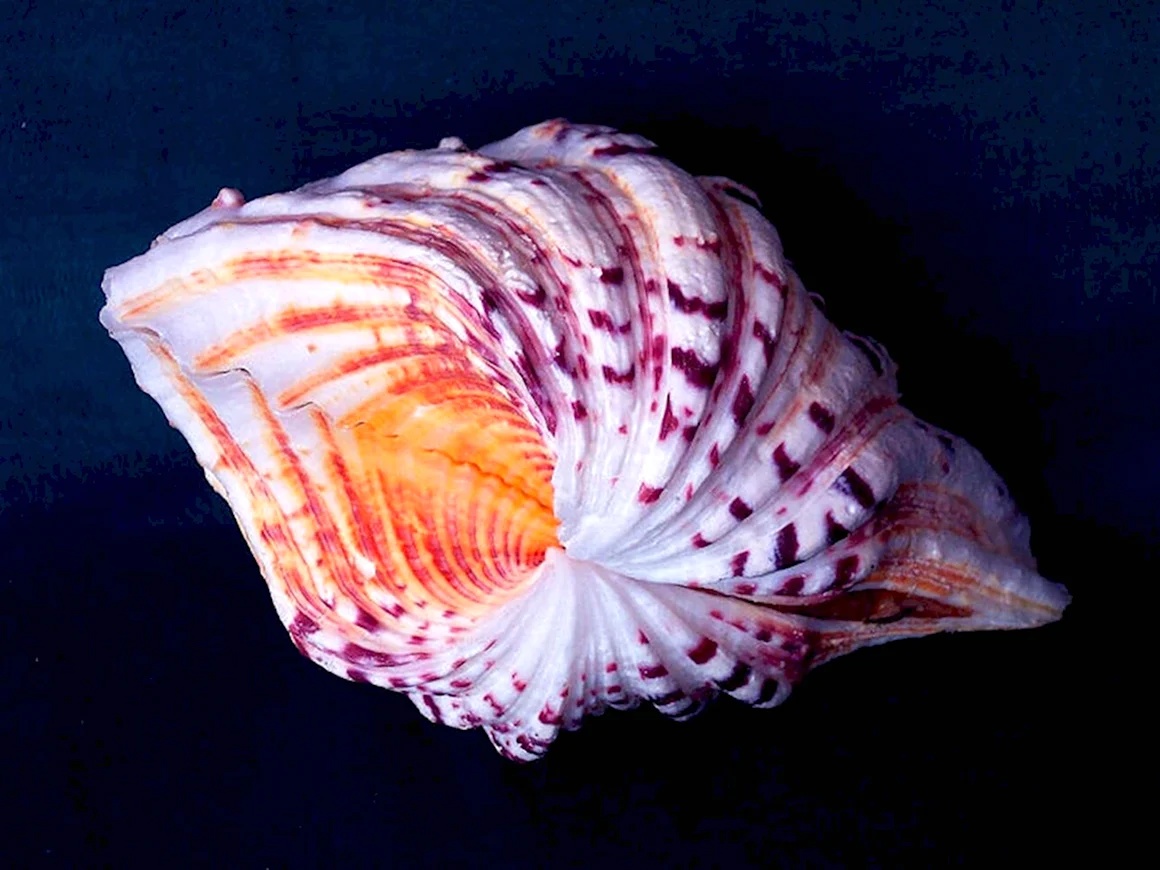 Ракушка Hippopus Hippopus