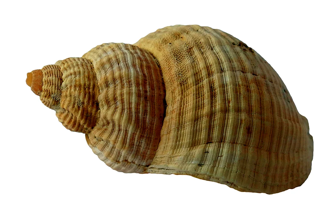 Ракушки морские