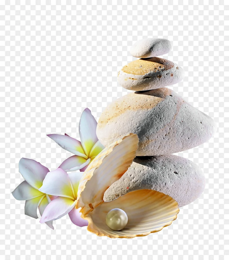 Ракушки россыпью
