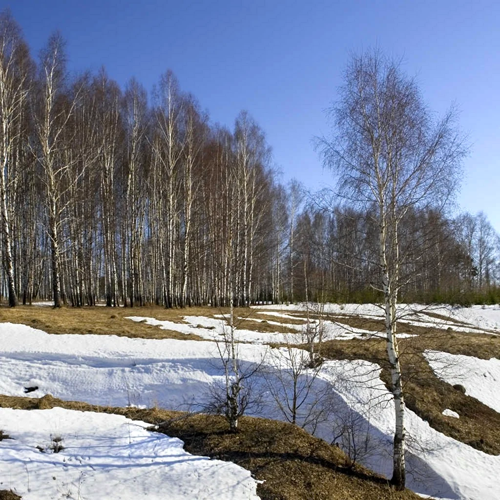 Ранняя Весна
