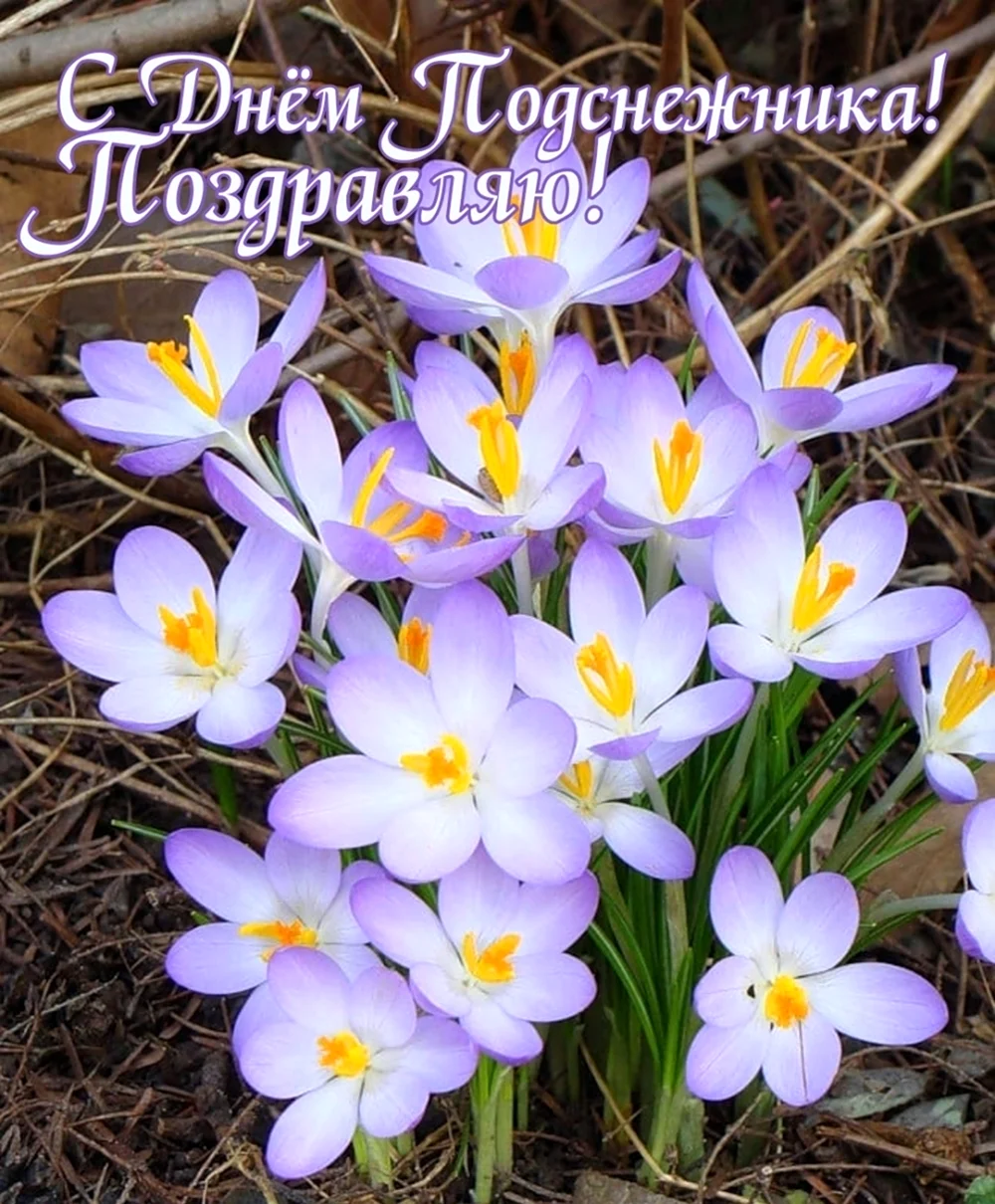 Ранние цветы