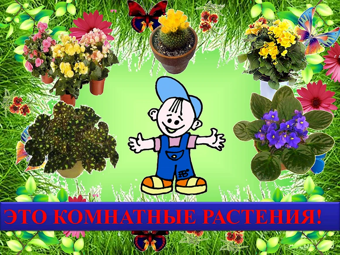 Растения в детском саду