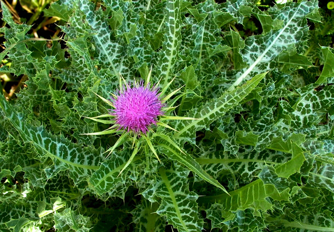 Расторопша пятнистая Silybum Marianum
