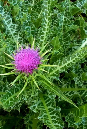 Расторопша пятнистая Silybum Marianum