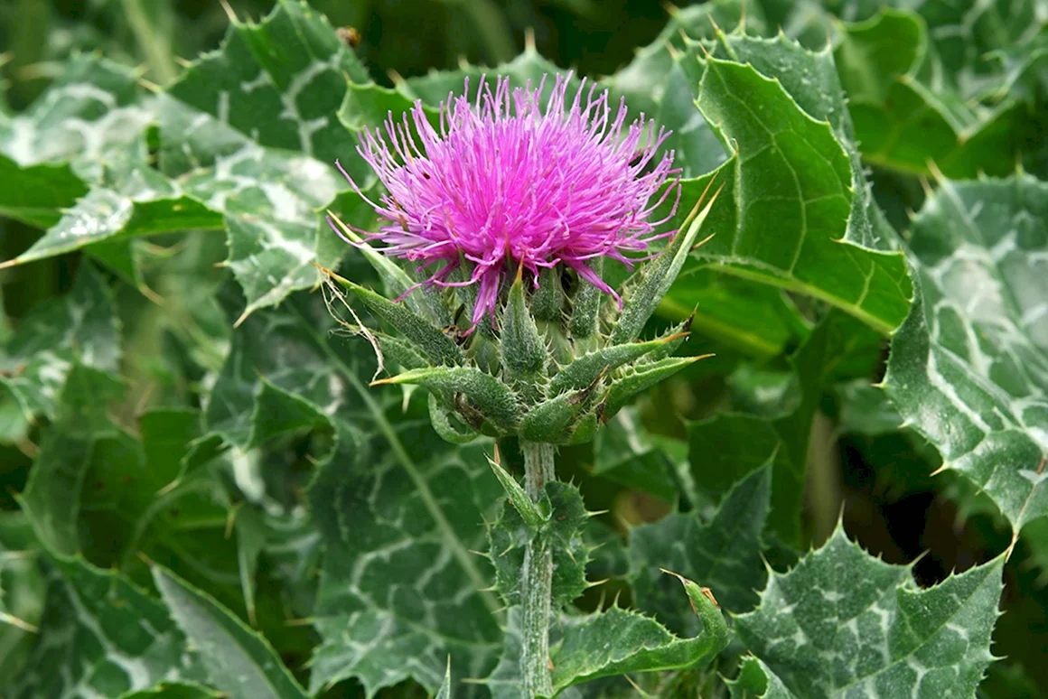 Расторопша пятнистая Silybum Marianum