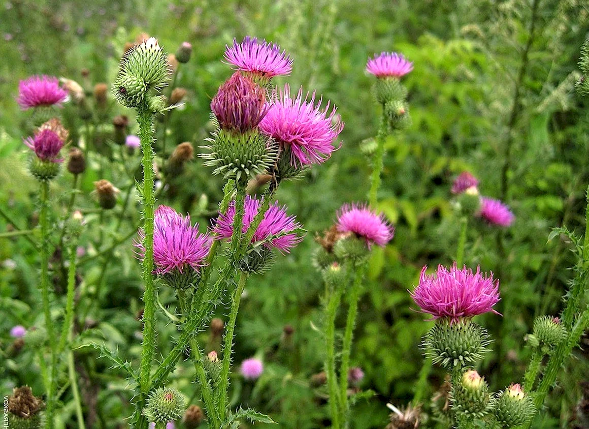 Расторопша пятнистая Silybum Marianum