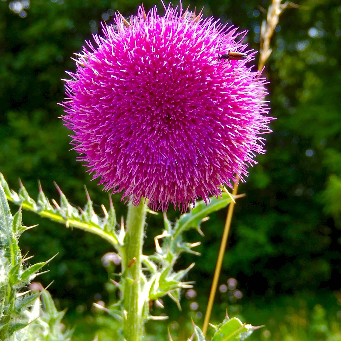 Расторопша пятнистая Silybum Marianum