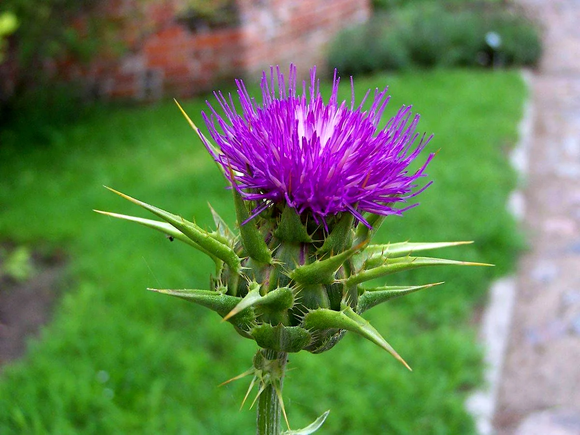 Расторопша пятнистая Silybum Marianum