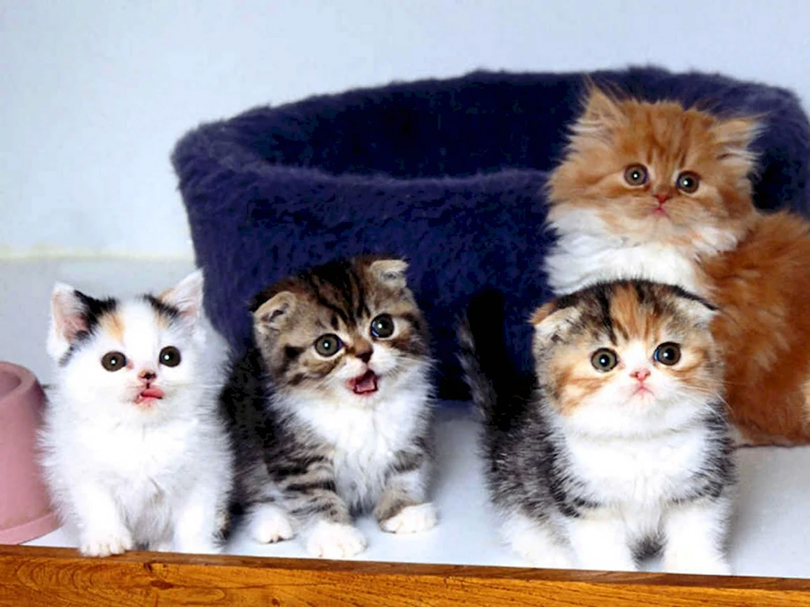 Разные котята