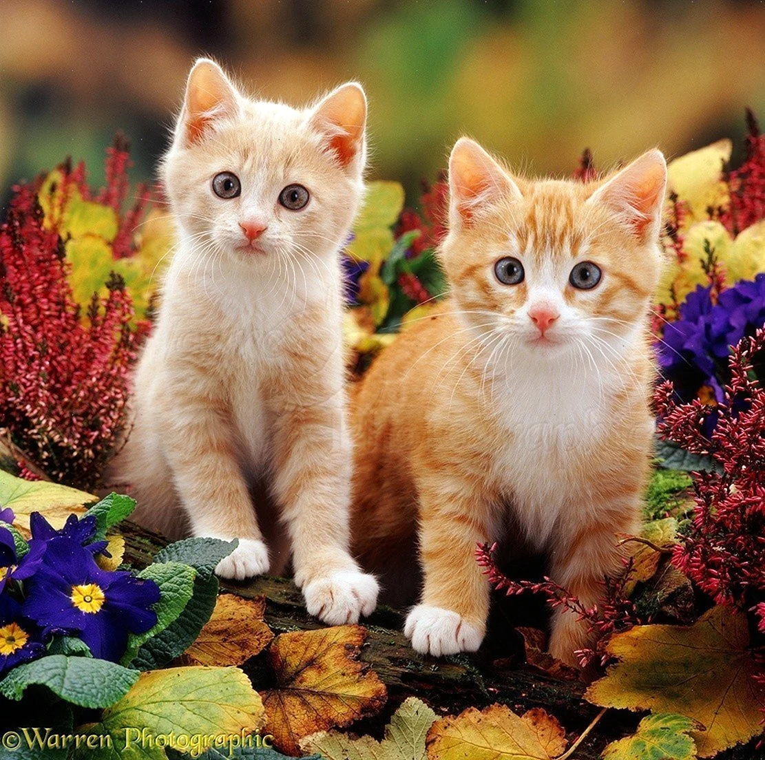 Разные котята