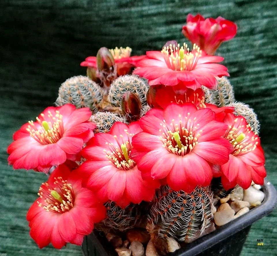 Rebutia Atrovirens