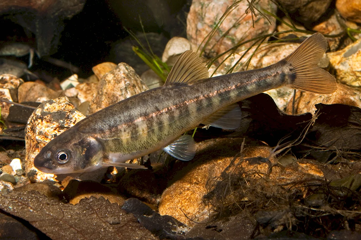 Речной гольян Phoxinus Phoxinus