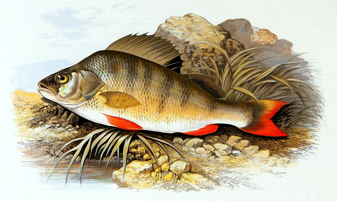 Речной окунь perca fluviatilis