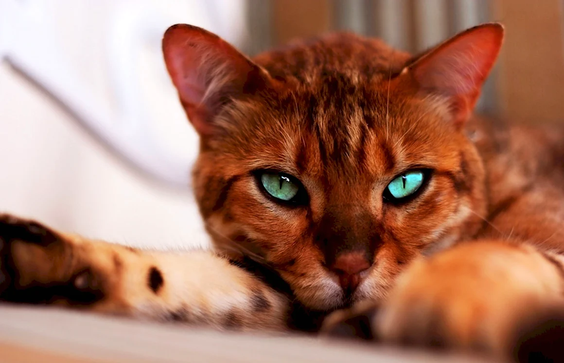 Редкие кошки