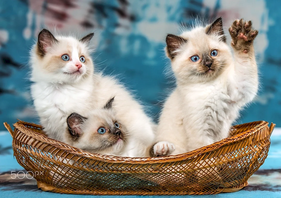 Рэгдолл кошка котята