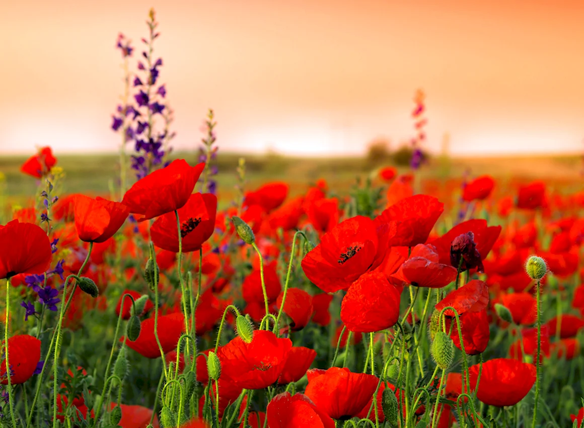 Remembrance Day Маковое поле