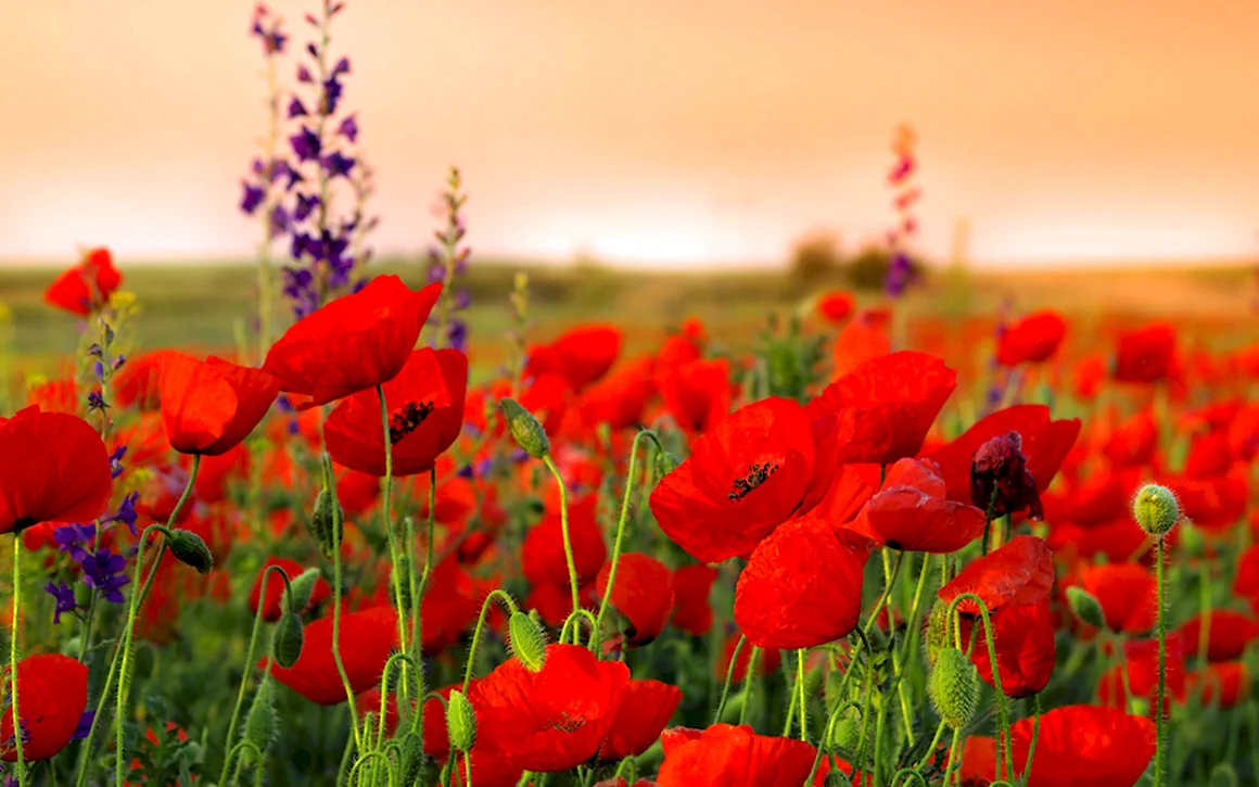 Remembrance Day Маковое поле