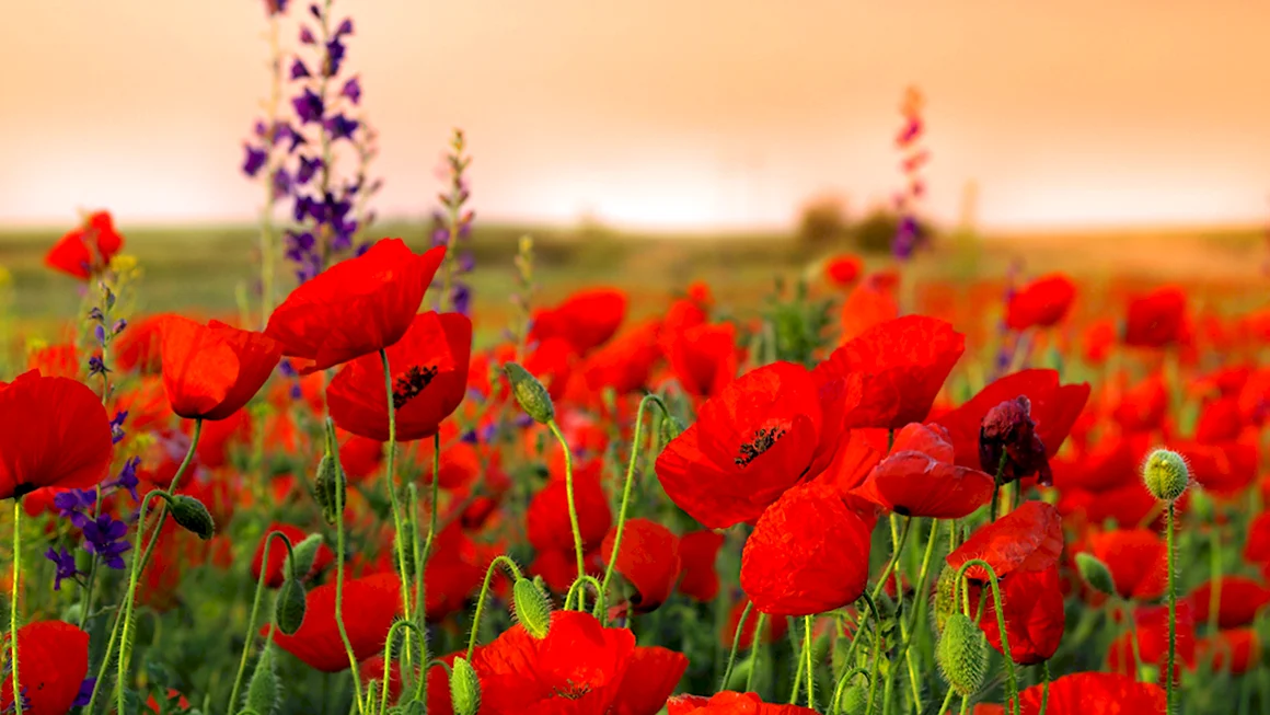 Remembrance Day Маковое поле
