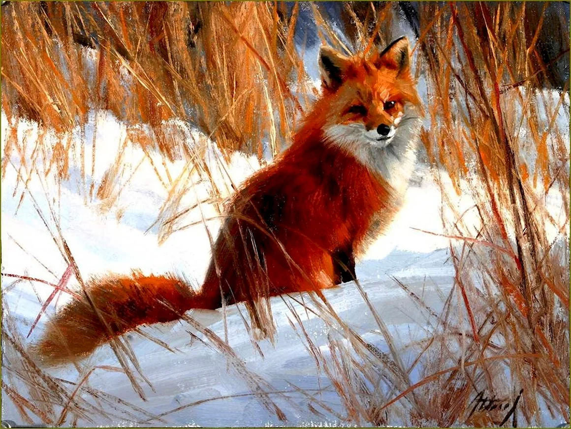 Ренар Фокс