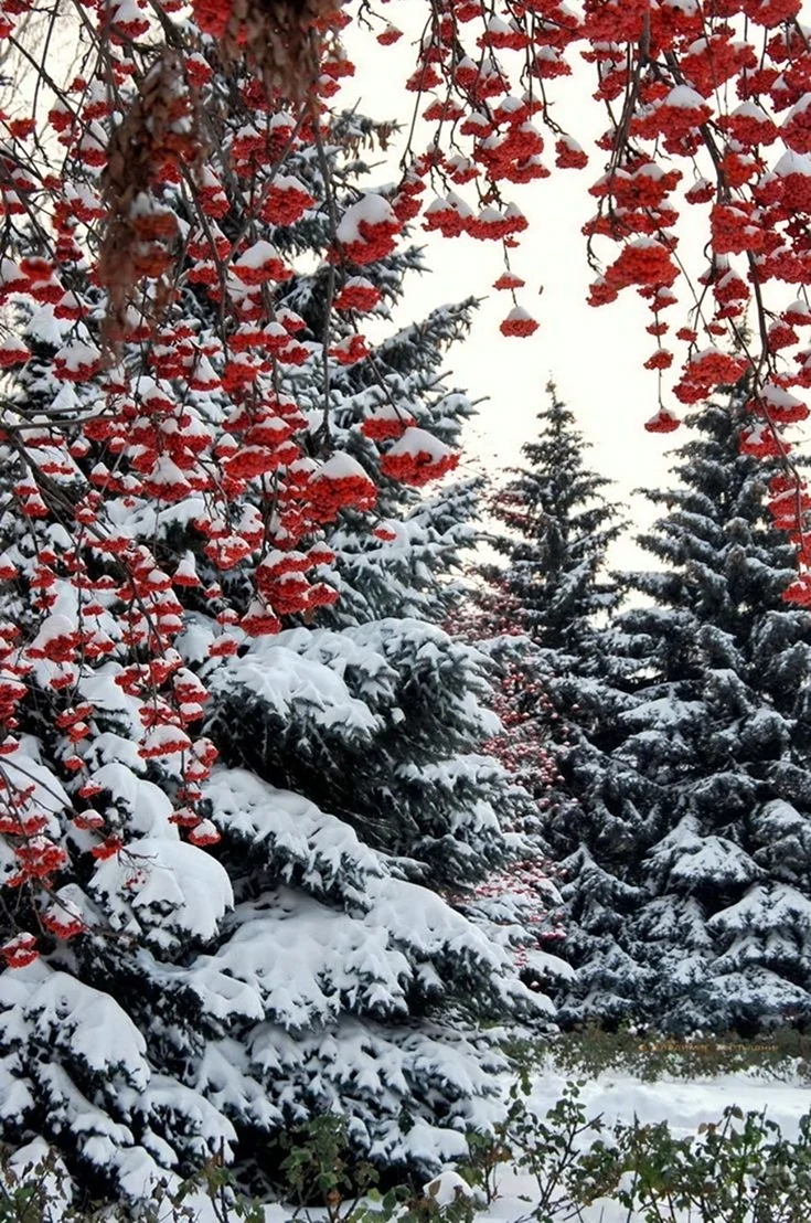 Рябина в снегу