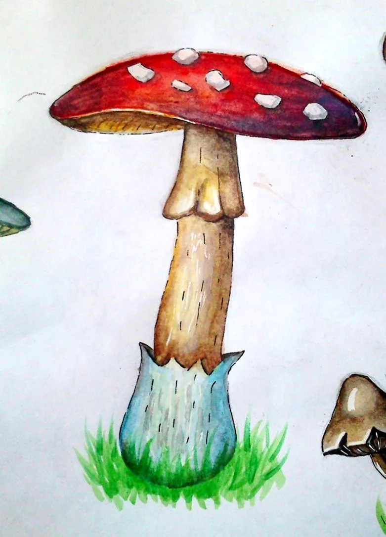 Рисование грибы