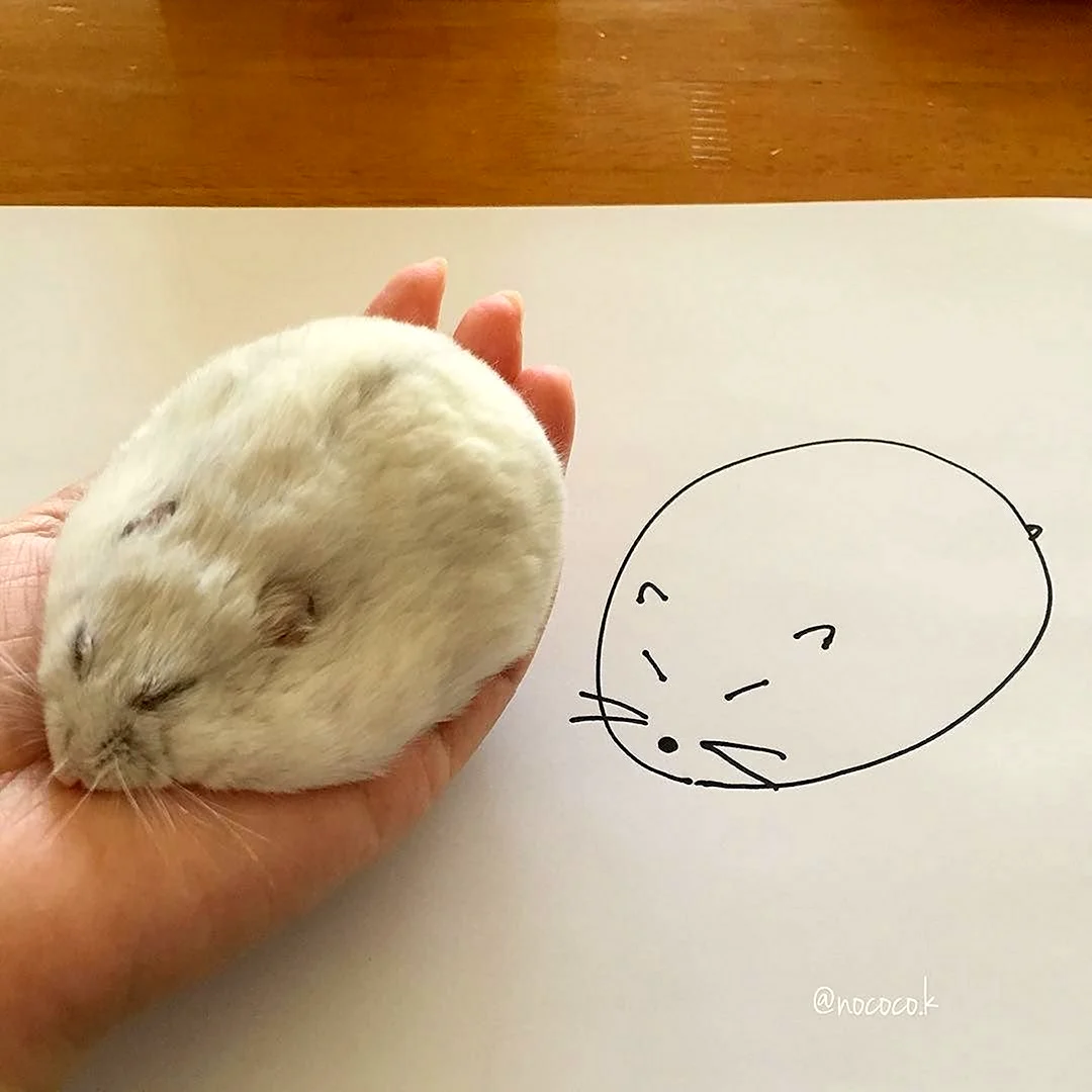 Рисование хомяка