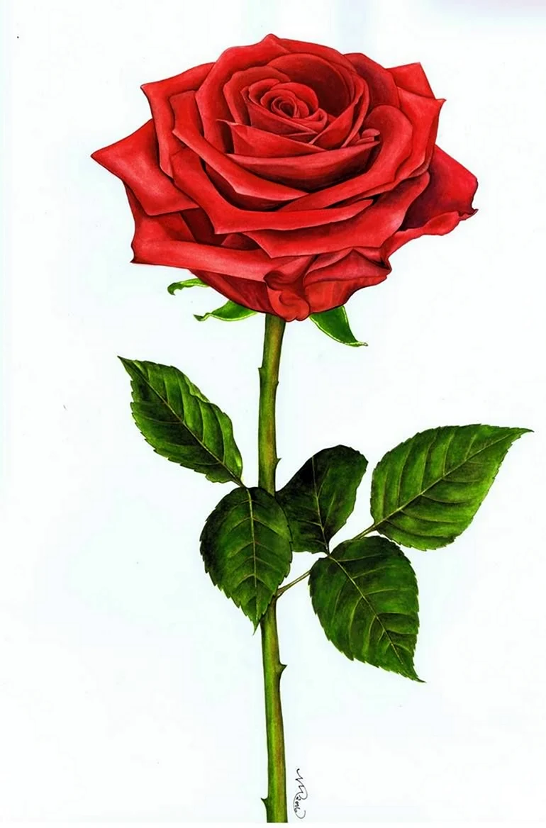 Рисуем розы