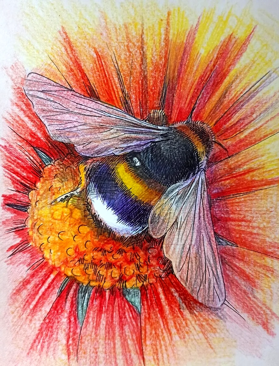 Рисунки цветными карандашами
