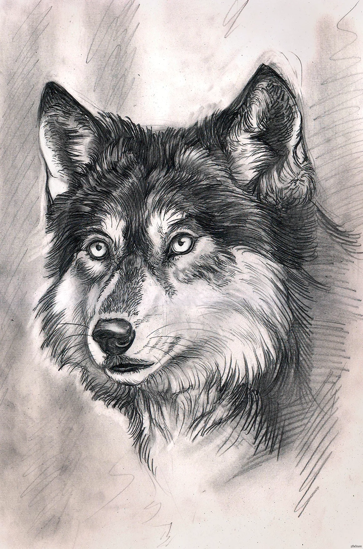 Рисунки Волков