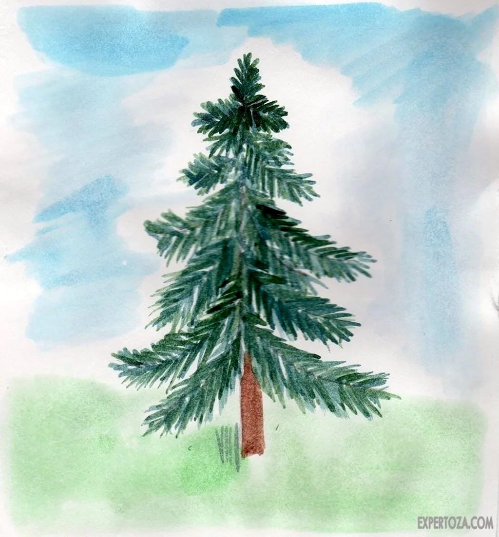 Рисунок ели