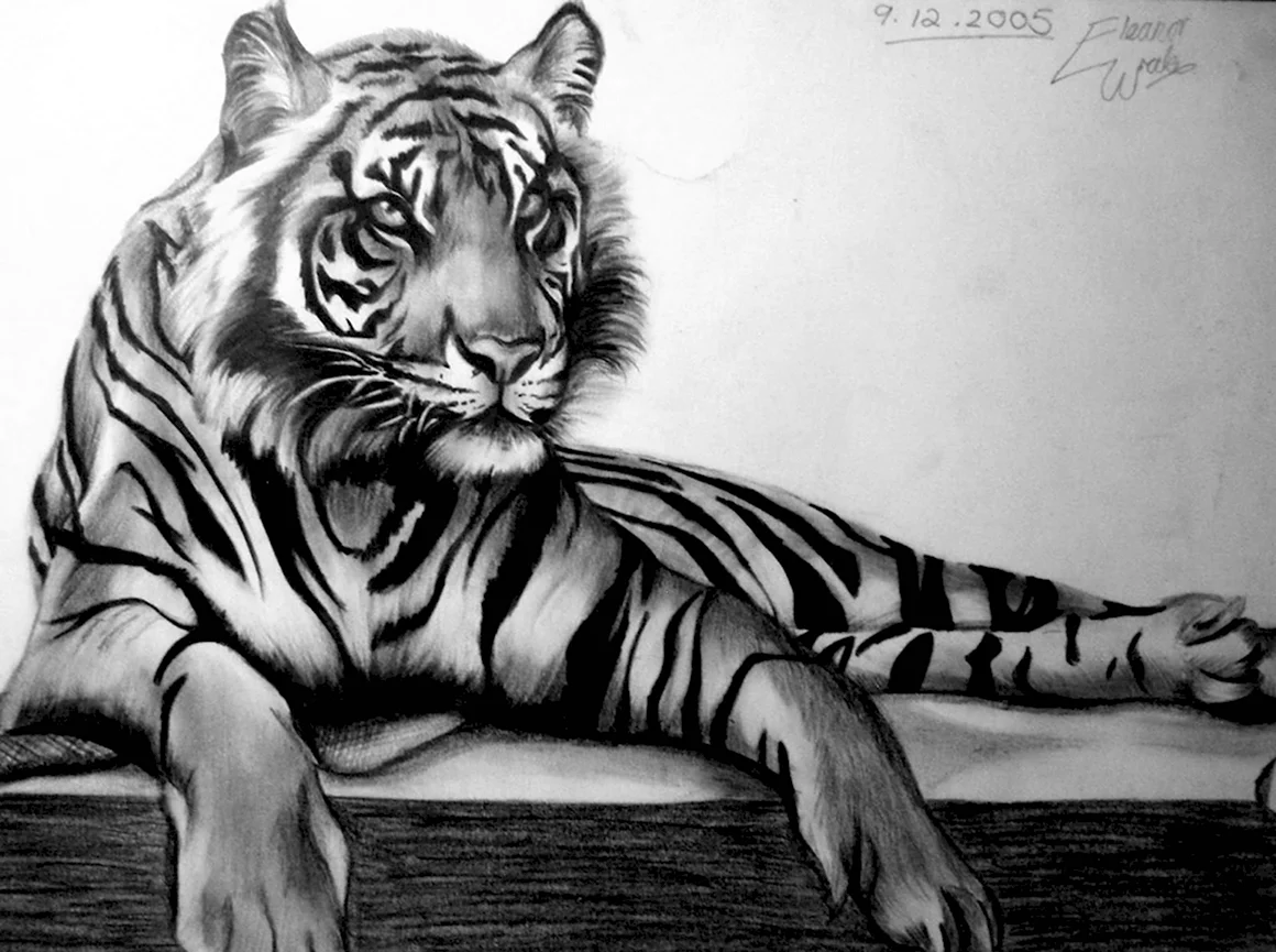 Рисунок тигра карандашом