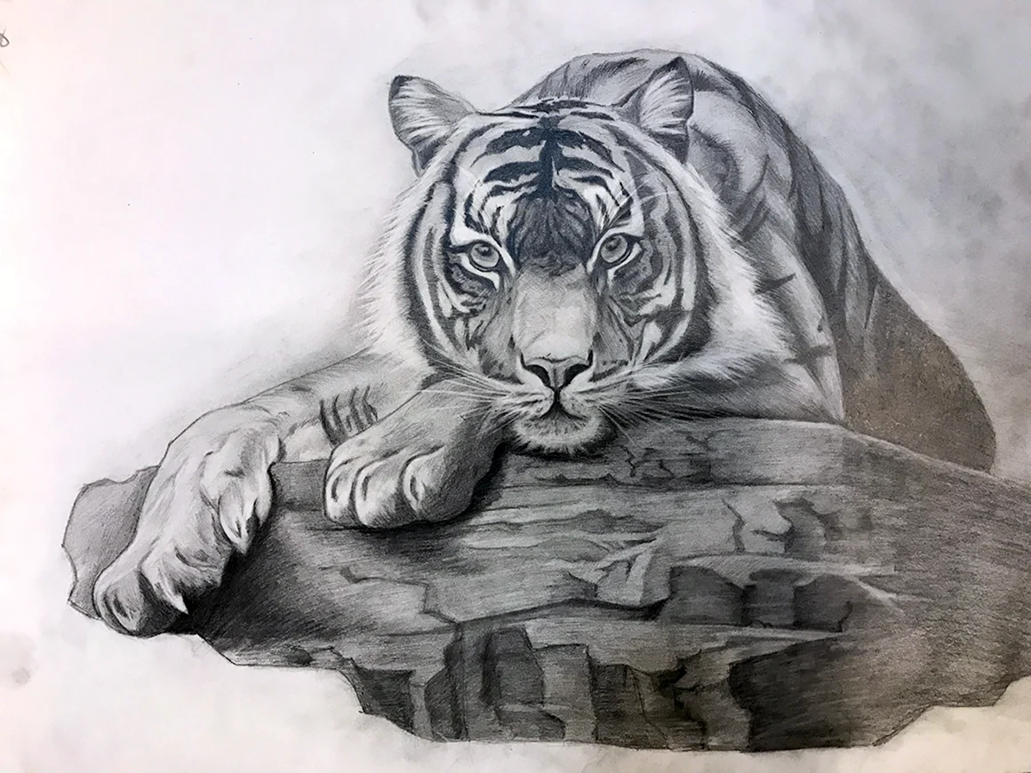 Рисунок тигра карандашом