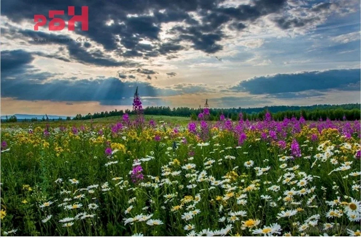 Родина Есенина Луга полевые цветы