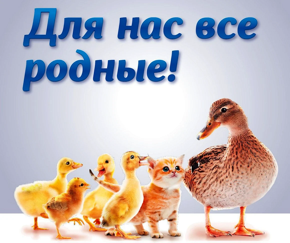 Родня картинки