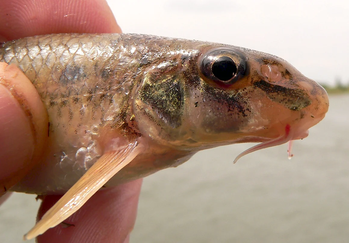 Romanogobio albipinnatus