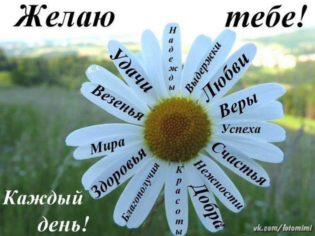 Ромашка с пожеланиями на день рождения