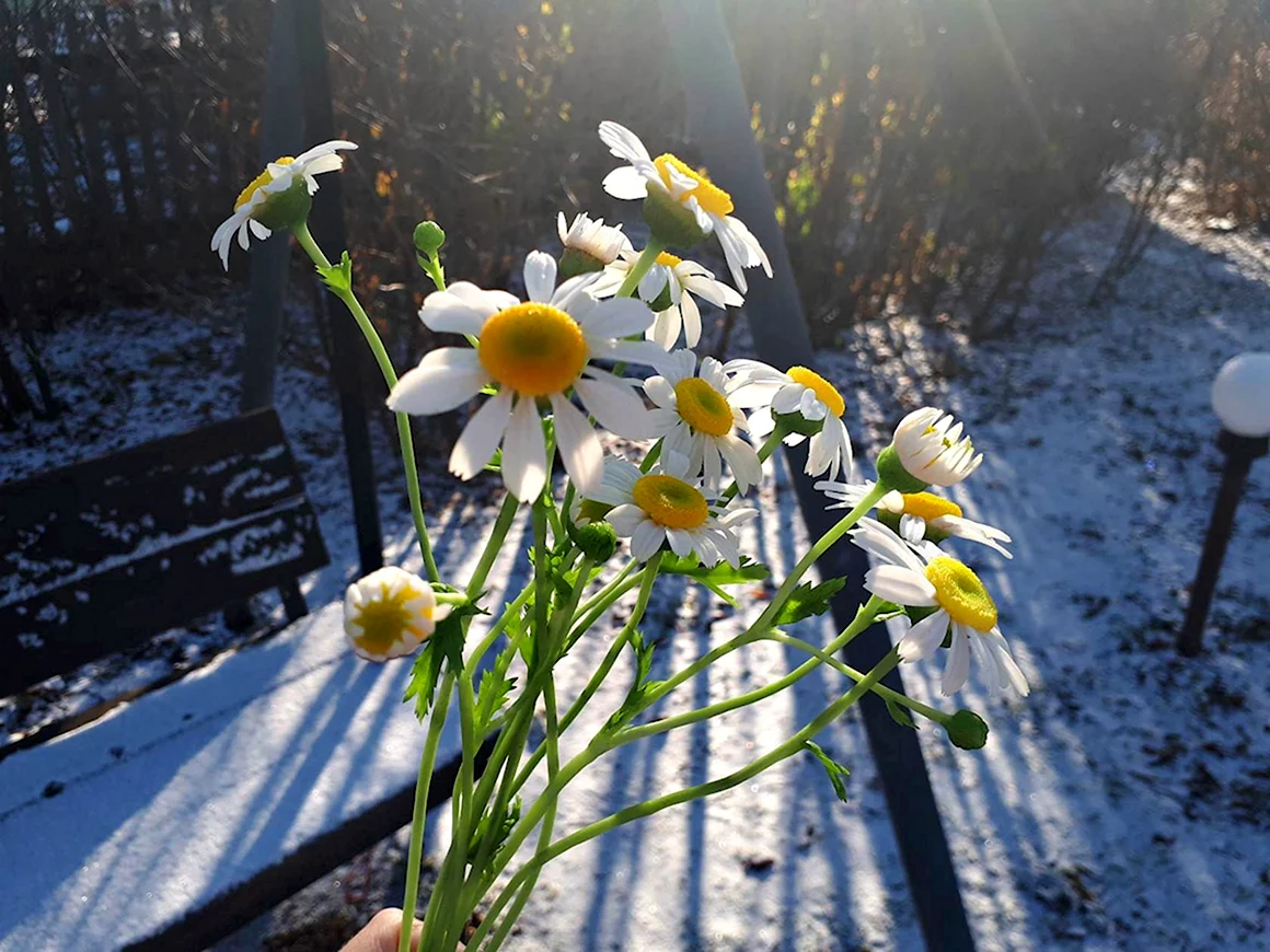 Ромашка солнце снег