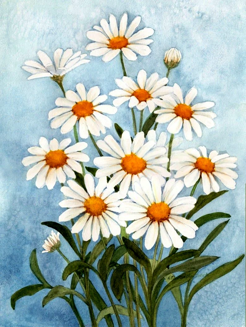 Ромашки Дейзи Флауэр