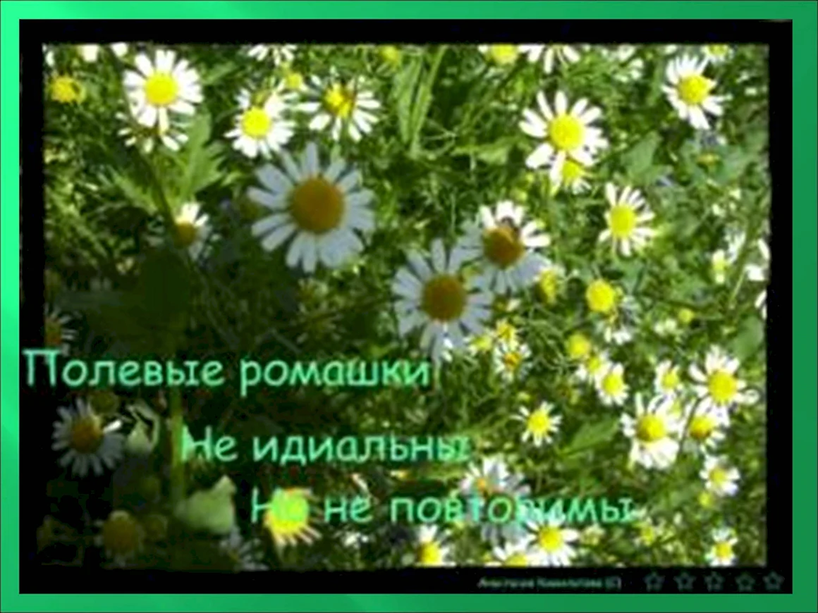 Ромашки для Наташки спокойной ночи