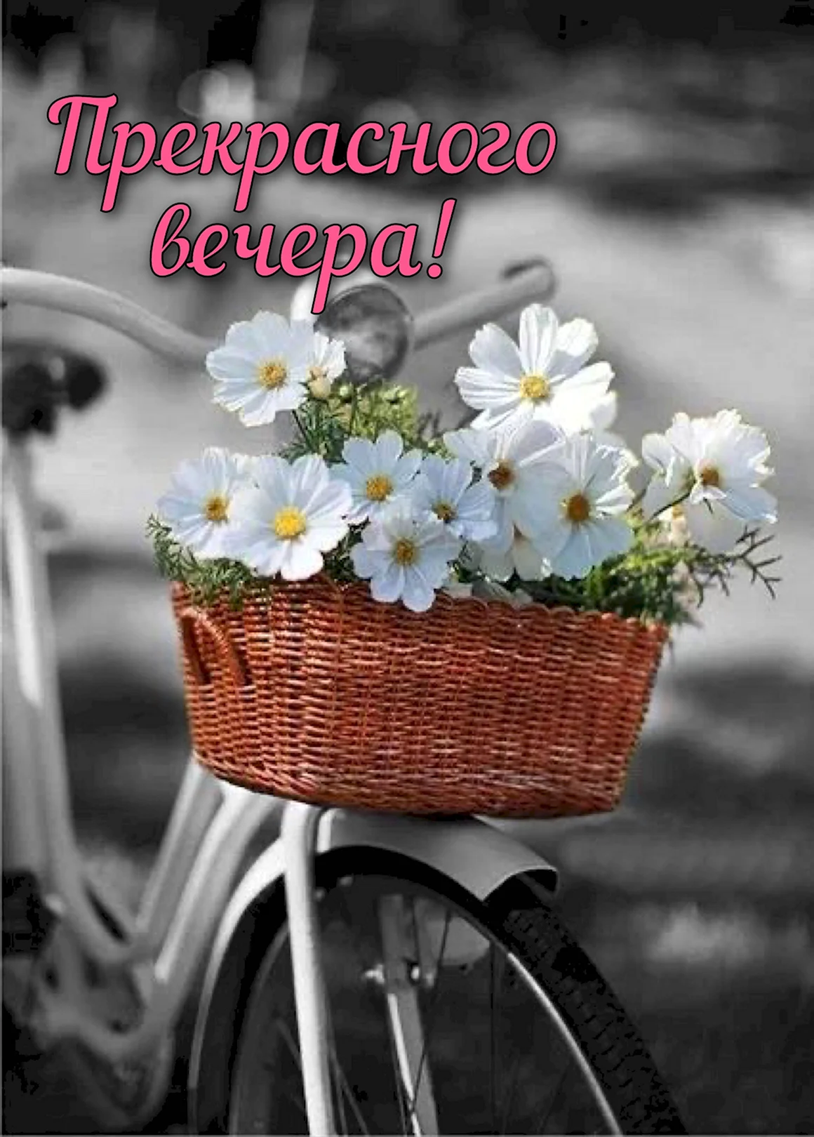 Ромашки в корзине велосипеда