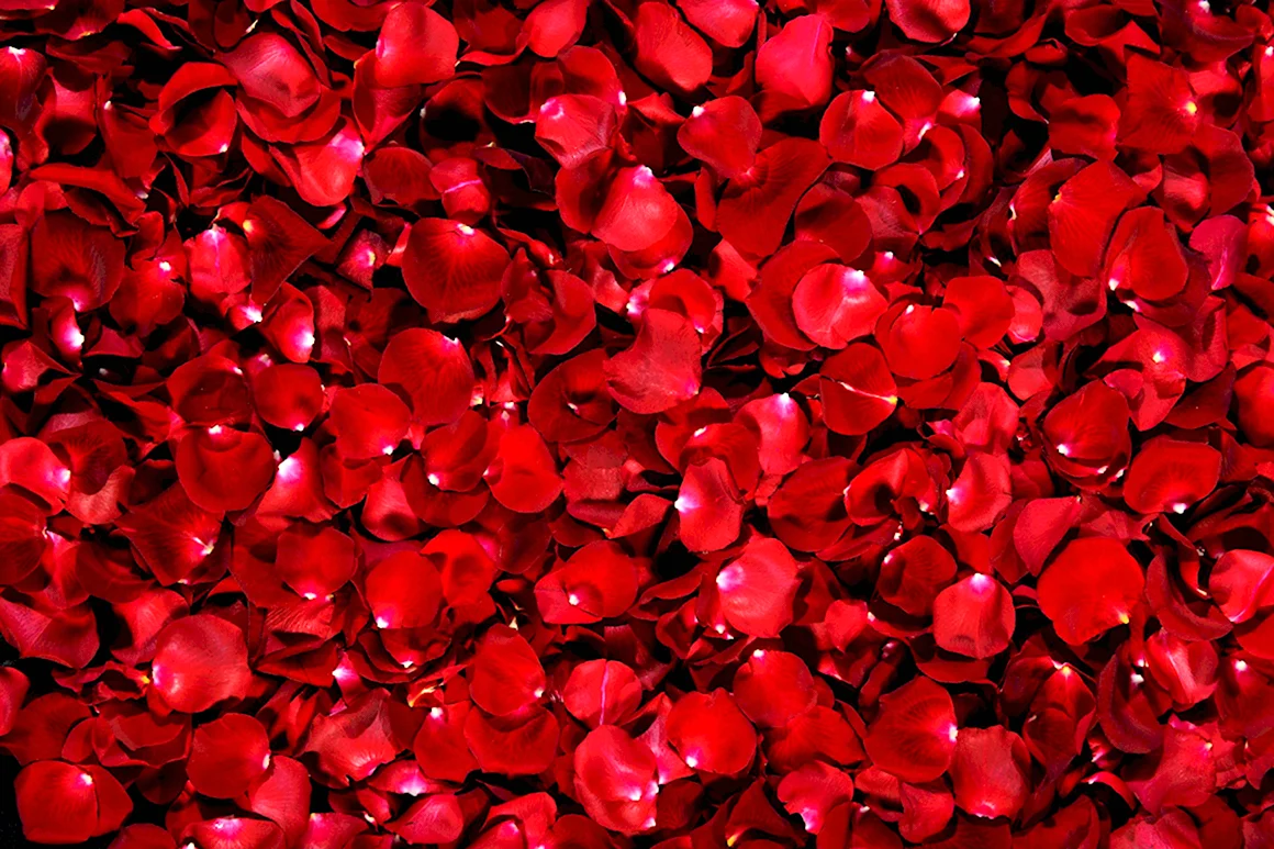 Rose Petals лепестки роз