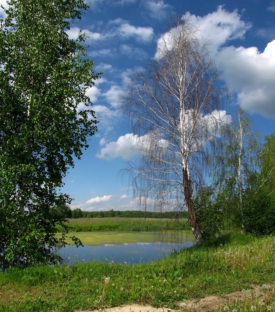 Россия просторы Березки реки