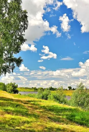 Российские просторы березы Есенин