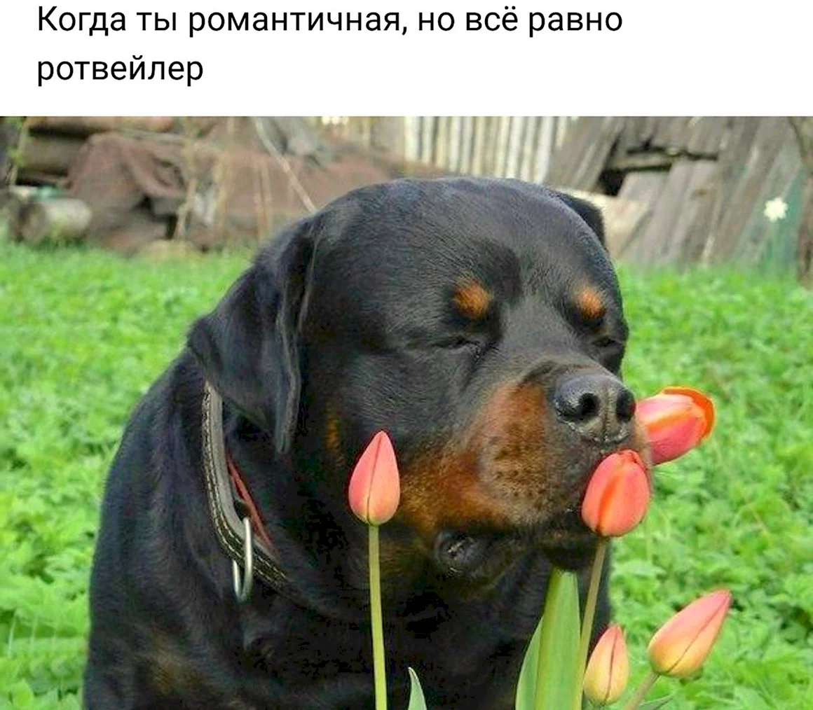 Ротвейлер