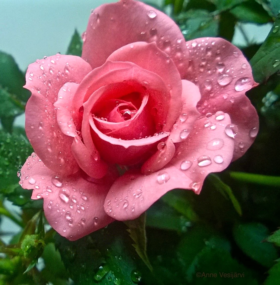 Роза Флауэр Пауэр Rosa Flower Power