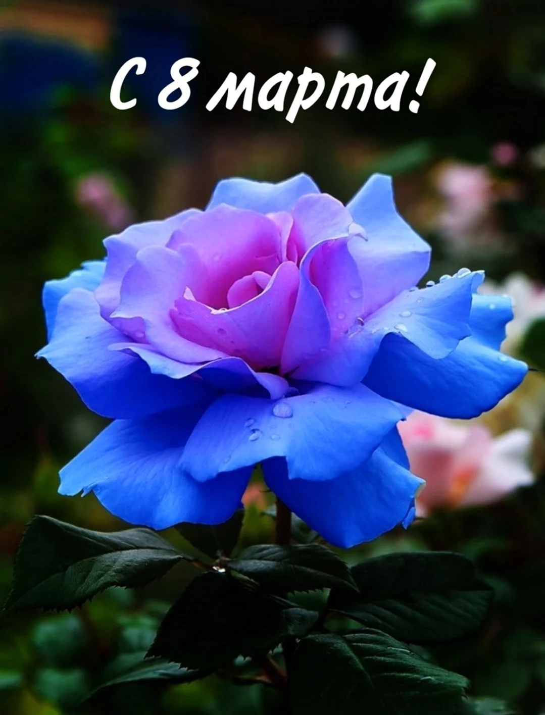 Роза голубая Лагуна
