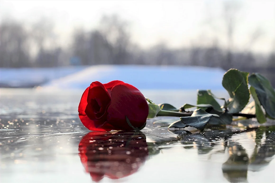Роза во льду